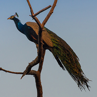 Keoladeo - Peacock